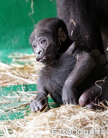 ▲金剛猩猩Tayari生下寶寶。（圖／台北市立動物園提供）