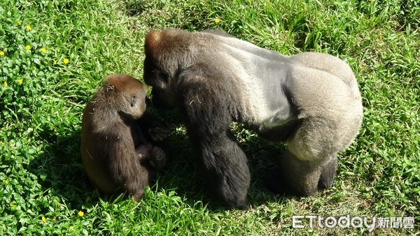 ▲金剛猩猩Tayari生下寶寶。（圖／台北市立動物園提供）