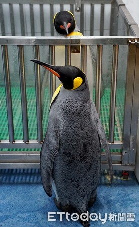 台北市立動物園國王企鵝。（圖／台北市立動物園提供）