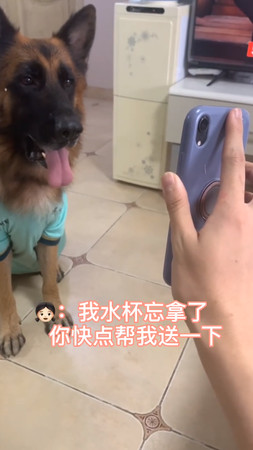 大陸深圳網紅狗被罰500元。（圖／翻攝自微博）