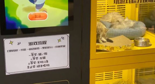 ▲▼小貓狗放進抽獎機「積分換成萌寵」！　上海商家被砲轟停業致歉。（圖／翻攝自微博）