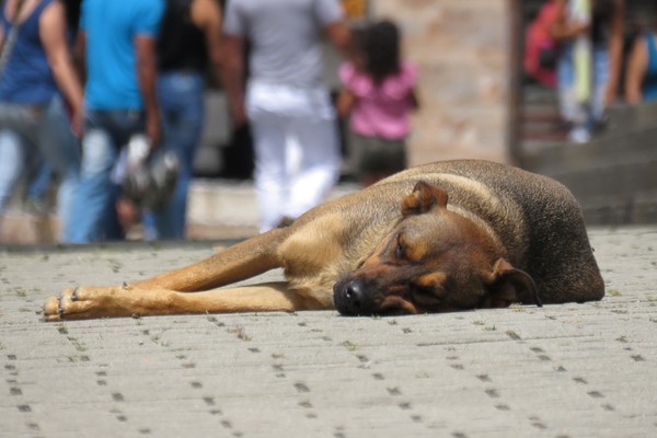▲希臘修法虐待動物可關10年　肢解、刺傷狗2慘案震驚社會。（示意圖／取自免費圖庫Pixabay）