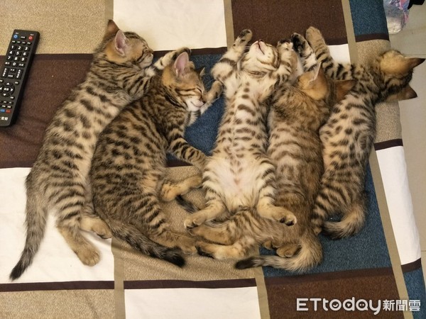 ▲▼貓咪們特別愛窩在一起睡覺。（圖／飼主陳維維提供）