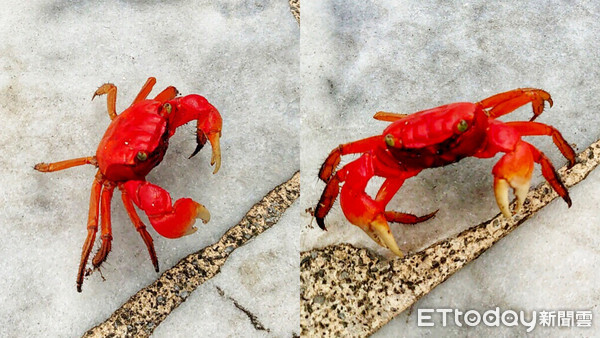 ▲萬里大鵬國小出現「紅螃蟹」 師生驚呼：以為牠是煮熟螃蟹。（圖／記者郭世賢攝）