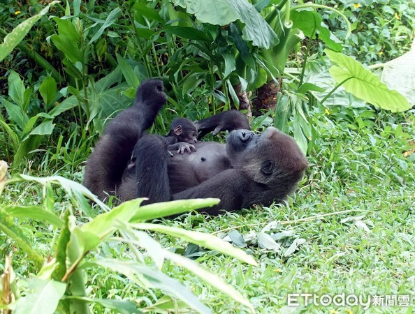 ▲金剛猩猩Tayari產子10天。（圖／台北市立動物園提供）