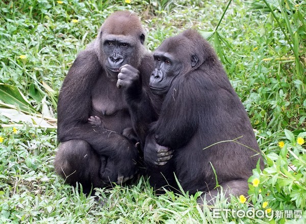 ▲金剛猩猩Tayari產子10天。（圖／台北市立動物園提供）