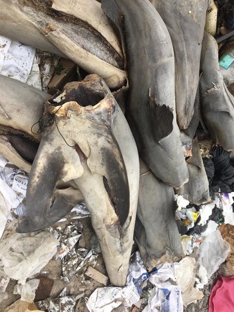 ▲智利海灘發現多達17隻尖吻鯖鯊屍體，多數頭尾都被切斷。（圖／取自Servicio Nacional de Pesca y Acuicultura推特）
