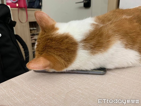 ▲貓躺手機。（圖／飼主Ena提供）