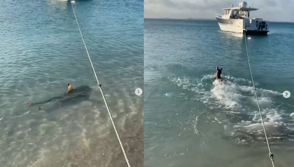 海邊發現主人有危險　忠犬立刻跳入水中英勇嚇退鯊魚！（圖／翻攝自instagram／b2badventures）