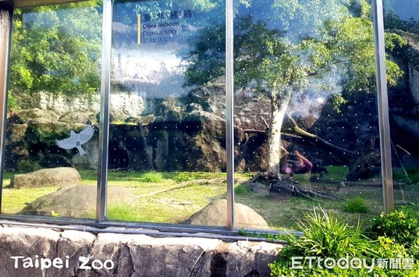 動物園友善鳥類玻璃。（圖／台北市立動物園提供）