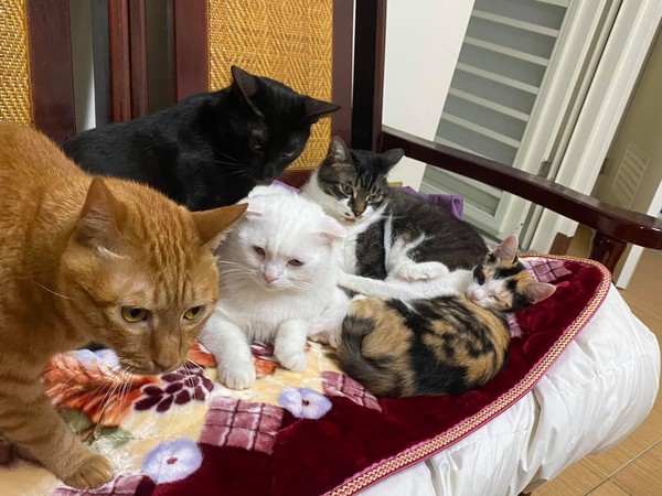 ▲林佳瑩家裡共飼養5隻貓咪。（圖／有點毛毛的／飼主林佳瑩提供）