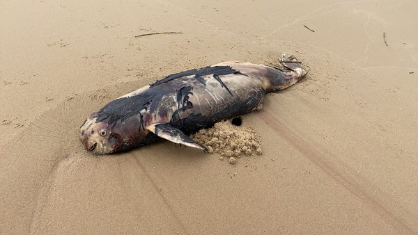 ▲▼金門海巡發現鯨豚死亡擱淺岸邊             。（圖／記者林名揚翻攝）