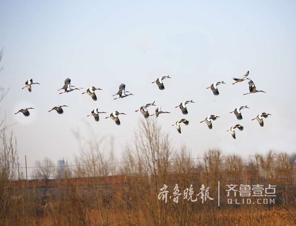 ▲▼東方白鶴、天津、候鳥、七裡海溼地 。（圖／翻攝新京報、齊魯晚報）