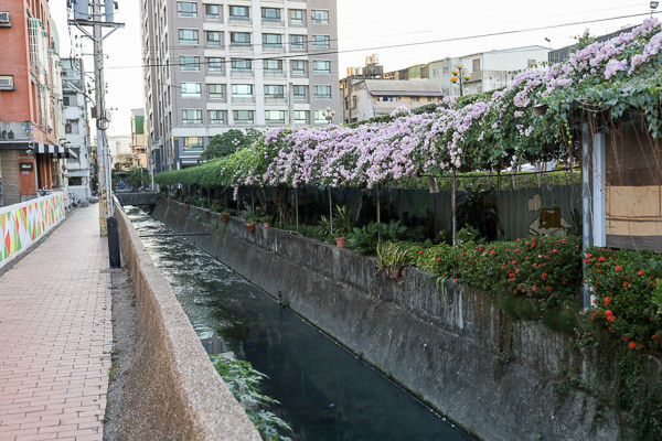 ▲台中2處蒜香藤秘境。（圖／《旅行好有趣》提供）