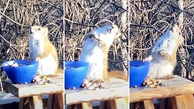 茫了！胖松鼠誤吃發酵果梨「緩速仰頭75度」屋主憋笑錄影：整碗被牠嗑光
