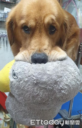 ▲▼帶狗去美容院洗澡! 阿金咬娃娃「皺眉擠嘴邊肉」:怕怕。(圖/有點毛毛的/網友李鳯卿提供) ▲▼帶狗去美容院洗澡! 阿金咬娃娃「皺眉擠嘴邊肉」:怕怕。(圖/有點毛毛的/網友李鳯卿提供)