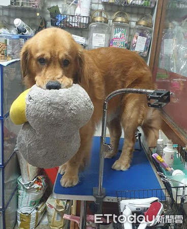 ▲▼帶狗去美容院洗澡! 阿金咬娃娃「皺眉擠嘴邊肉」:怕怕。(圖/有點毛毛的/網友李鳯卿提供) ▲▼帶狗去美容院洗澡! 阿金咬娃娃「皺眉擠嘴邊肉」:怕怕。(圖/有點毛毛的/網友李鳯卿提供)
