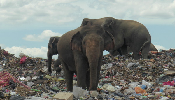 ▲斯里蘭卡安帕拉垃圾掩埋場被飢餓的象群闖入，尋找食物殘渣。（圖／路透社）