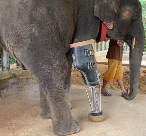 ▲泰國象誤觸地雷「炸斷一條腿」民間醫院設計義肢助牠成長♥。（圖／即新聞／IG @jungle_doctor提供）