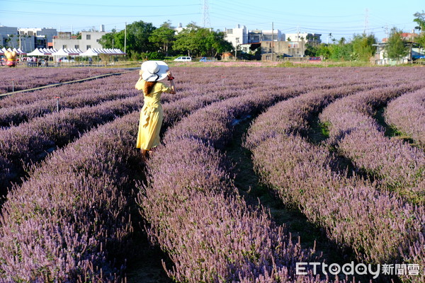 ▲2020桃園仙草花節微見仙境11/28開跑。（圖／記者彭懷玉攝）