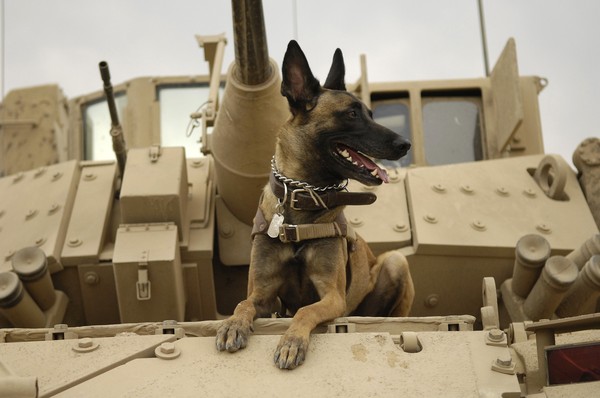 ▲軍犬。（示意圖／取自免費圖庫Pixabay）
