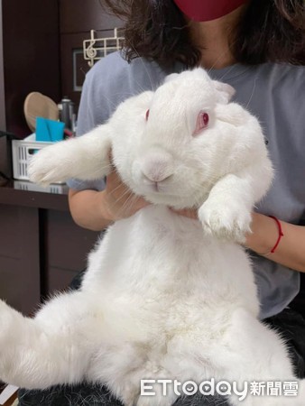紐西蘭大白兔阿兔。（圖／有點毛毛的／飼主陳祉如提供）