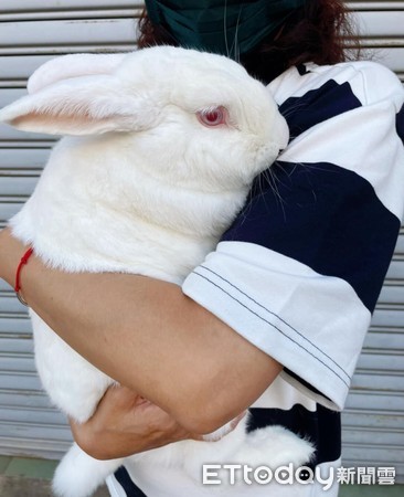 紐西蘭大白兔阿兔。（圖／有點毛毛的／飼主陳祉如提供）