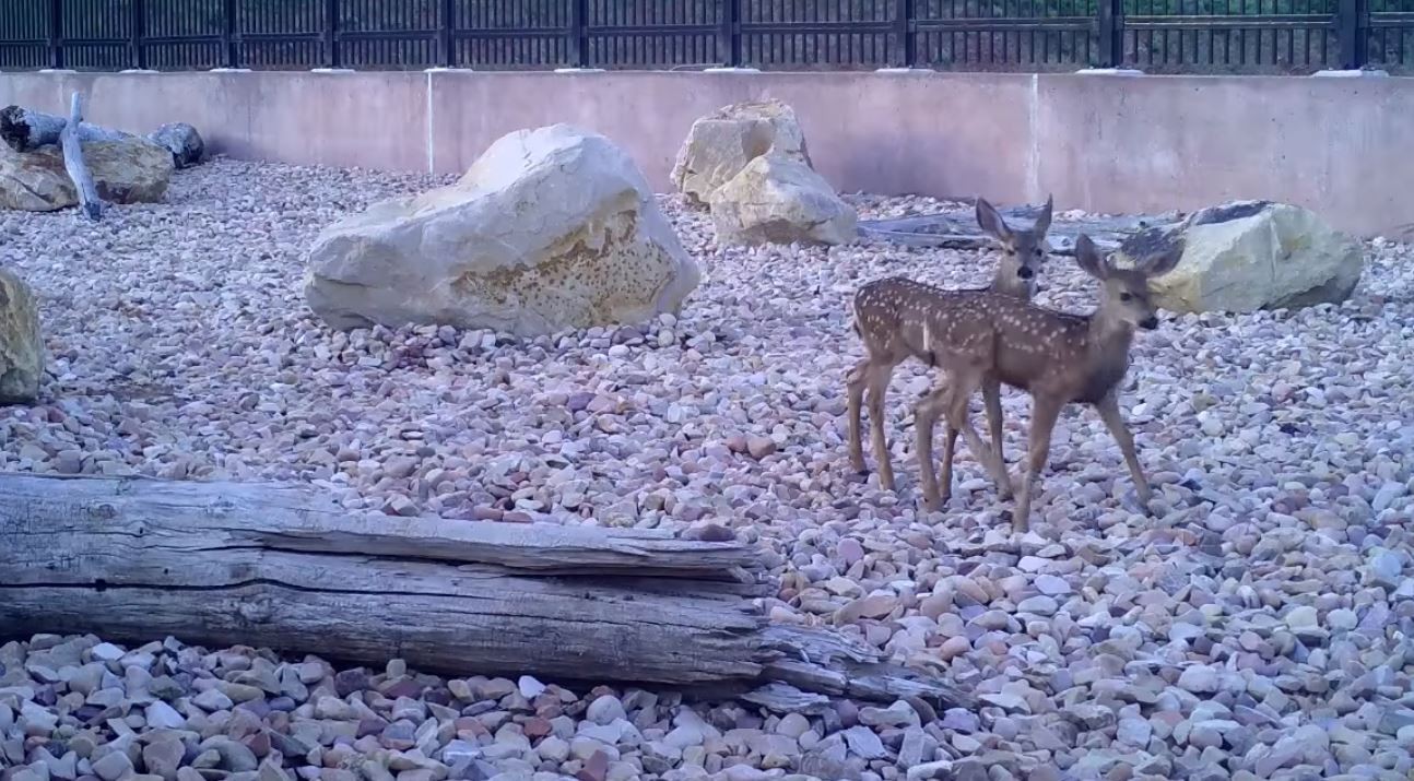 ▲▼ 「不給人走的橋」橫跨高速公路 。（圖／翻攝自臉書／Utah Division of Wildlife Resources）