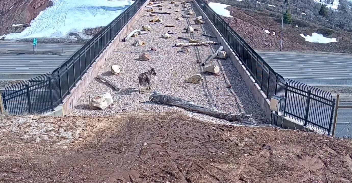 ▲▼ 「不給人走的橋」橫跨高速公路 。（圖／翻攝自臉書／Utah Division of Wildlife Resources）