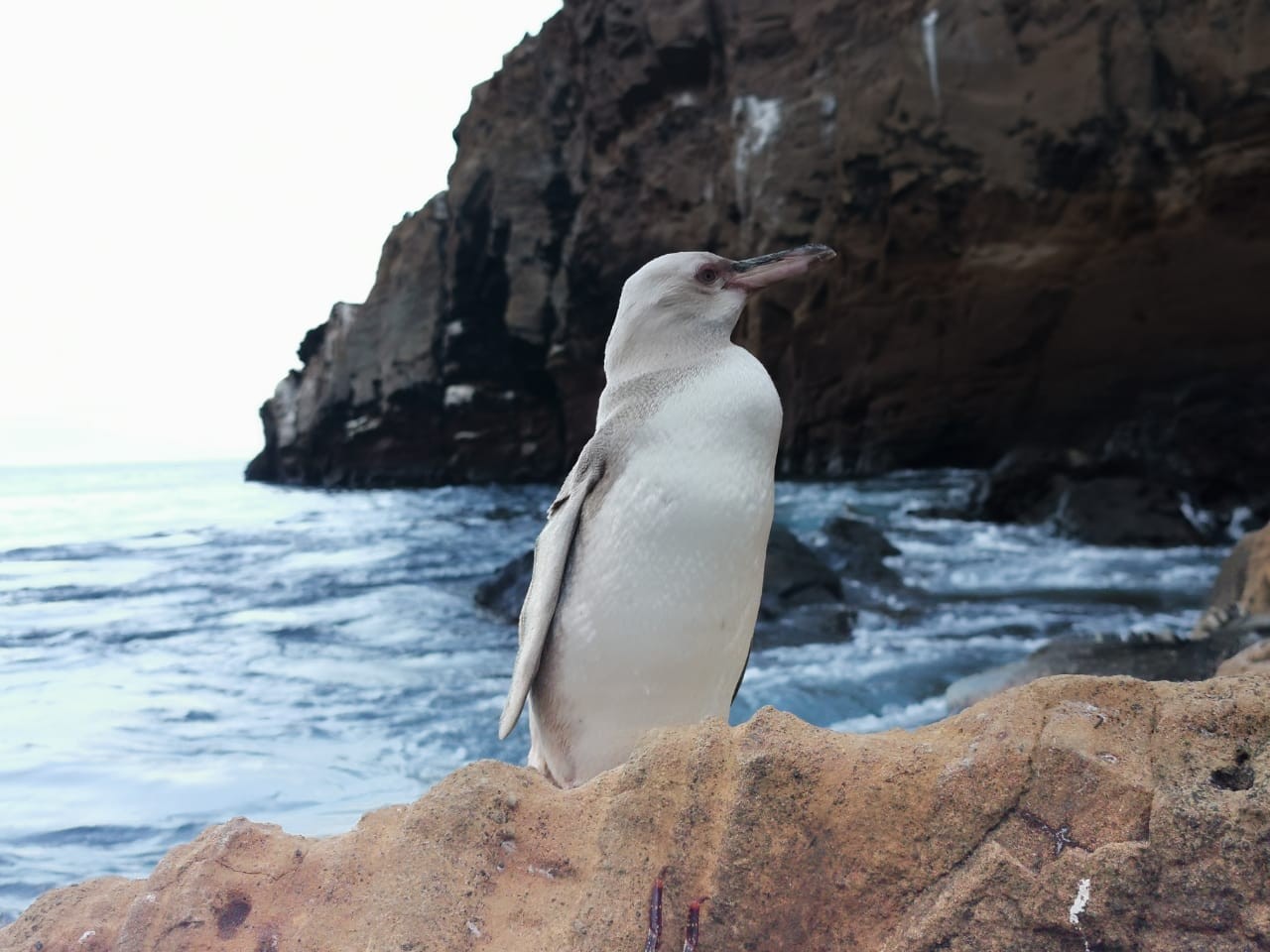 ▲厄瓜多國家公園驚見首隻白變症企鵝。（圖／翻攝自臉書／Galapagos Conservation Trust）