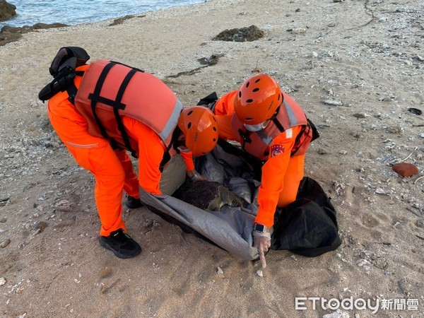 ▲海巡署第6岸巡隊人員28日下午在墾丁後壁湖處理3隻死亡的綠蠵龜            。（圖／記者陳崑福翻攝，以下同）