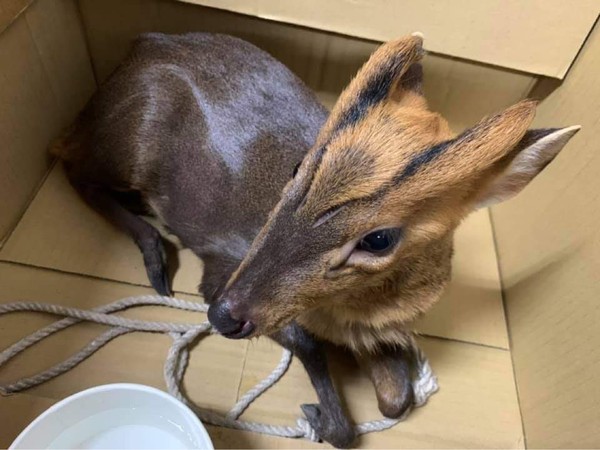 ▲新竹天壇驚見「小山羌」萌翻　網友笑：野生動物當成狗貓認領。（圖／翻攝自「新竹爆料公社」臉書社團）