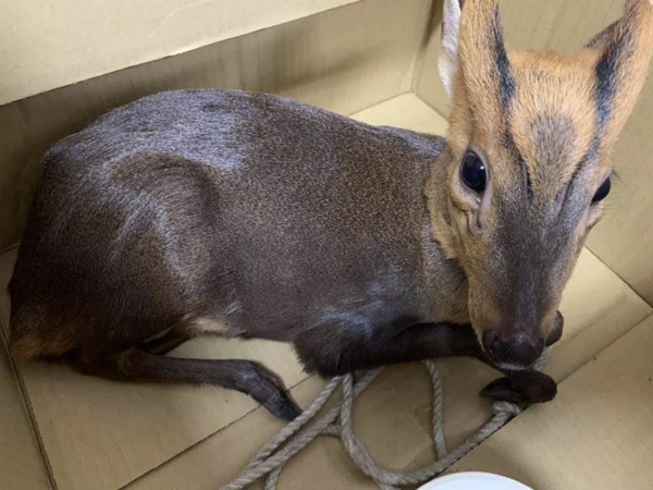 ▲新竹天壇驚見「小山羌」萌翻　網友笑：野生動物當成狗貓認領。（圖／翻攝自「新竹爆料公社」臉書社團）