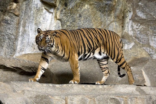 蘇門答臘虎在人類過度開墾下，僅存不到600隻。（維基共享／Captain Herbert）