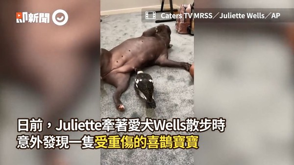 ▲▼愛犬把受傷喜鵲當自己小孩照顧還泌乳。（圖／Caters TV MRSS／Juliette Wells／AP）