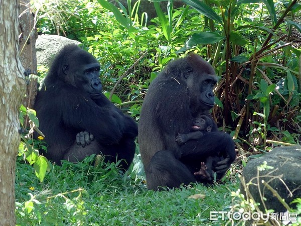 ▲▼阿姨對金剛猩猩小寶寶很友善(左「Iriki」、右「Tayari」和寶寶)。（圖／台北市立動物園提供）