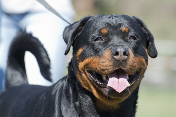 ▲▼羅威納犬常被用作搜救犬、警犬和護衛犬。（示意圖／達志影像）