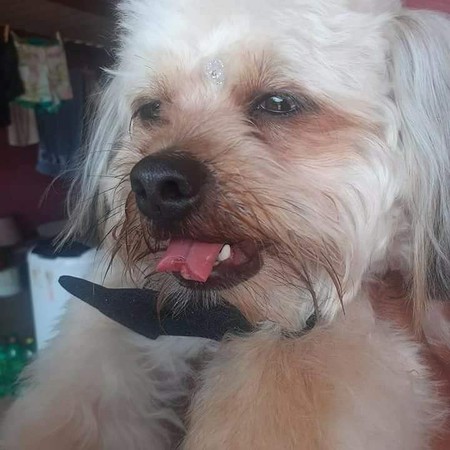 狗狗被剪斷舌頭。（圖／翻攝自臉書@Vanda Souza）