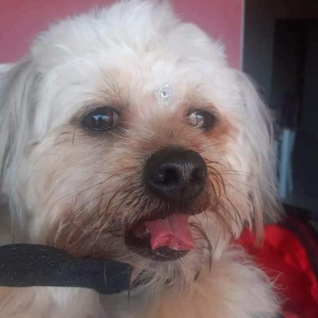 狗狗被剪斷舌頭。（圖／翻攝自臉書@Vanda Souza）
