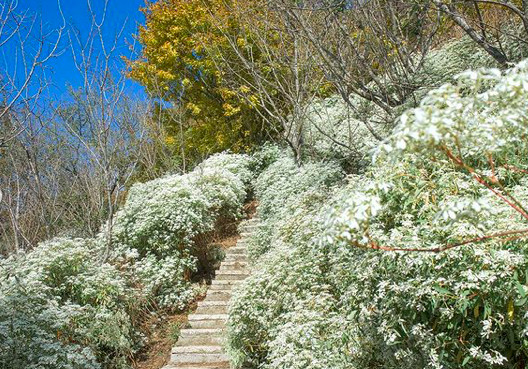 ▲▼ 台中沐心泉農場 白雪花海。（圖／IG@beckhamhong66提供）