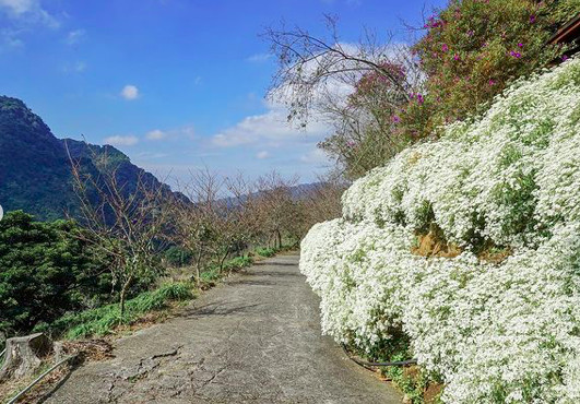 ▲▼ 台中沐心泉農場 白雪花海。（圖／IG@beckhamhong66提供）