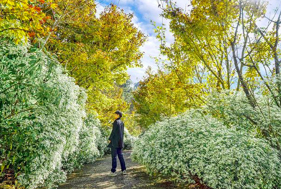 ▲▼ 台中沐心泉農場 白雪花海。（圖／IG@beckhamhong66提供）