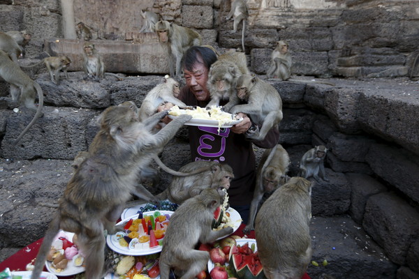 ▲泰國華富里（Lopburi Province）的「猴子自助餐節」（Monkey Buffet Festival ）。（圖／路透）