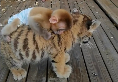 難道武松轉世？猴寶寶「騎到虎頭上」　動物園：他們是好朋友