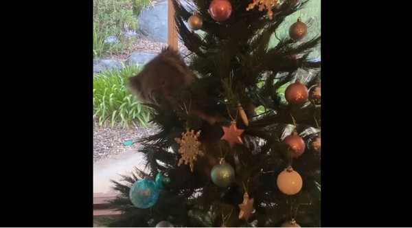 ▲家中來了一支無尾熊，還掛在聖誕樹上。（圖／擷取自Amanda McCormick臉書）