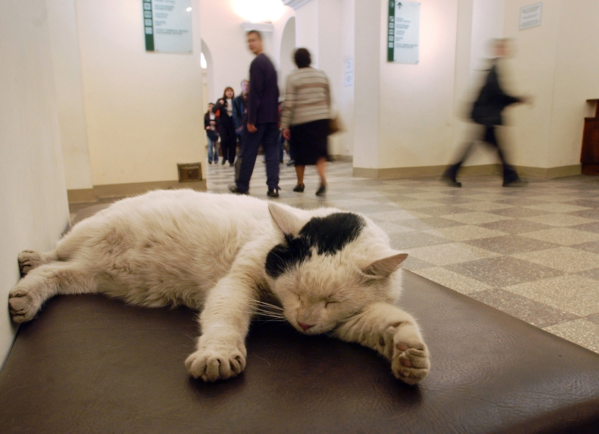▲博物館內中的「冬宮貓（Hermitage Cats）」。（圖／達志影像／美聯社）