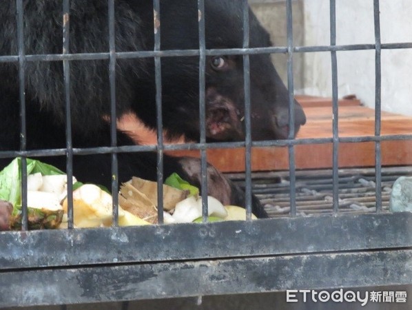 ▲受困吊索獲救的台灣黑熊日前進食畫面。（圖／台東林管處提供）