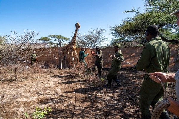 ▲肯亞加羅島（Longicharo Island）瀕危的羅氏長頸鹿（Rothschild`s giraffe）救援行動。（圖／翻攝自Facebook／Northern Rangelands Trust）