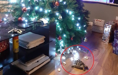 雷神索爾本龜！大力龜龜「撂倒182cm聖誕樹」　媽看傻：你才多大隻