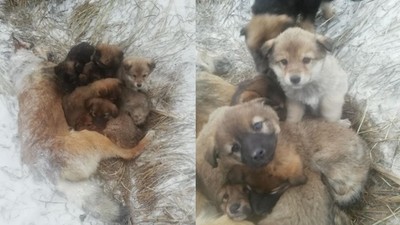 狗媽媽活凍成冰雕「還緊護7隻狗寶」　收容所心酸：花兩天才分開牠們